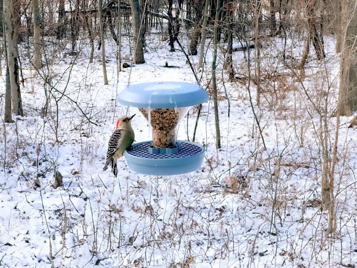 SWISSINNO Vogel-Futtersilo Davos
